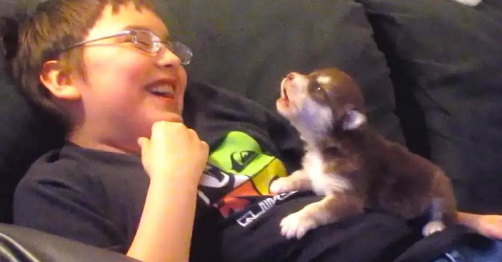 Cute Malamute Husky Puppy Howls Along With Boy