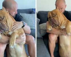 Massive 160 Pound Pit Bull Loves to Cuddle