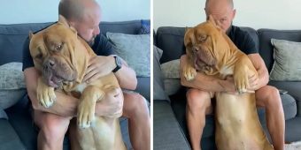 Massive 160 Pound Pit Bull Loves to Cuddle