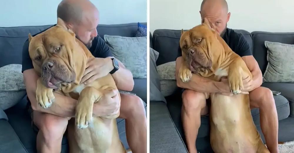 Massive 160 Pound Pit Bull Loves to Cuddle