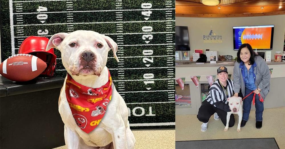 Dog named Chief, shelter’s longest resident, gets adopted on Super Bowl Sunday