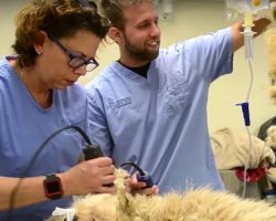 After an hour-long haircut, this rescue dog looks completely different