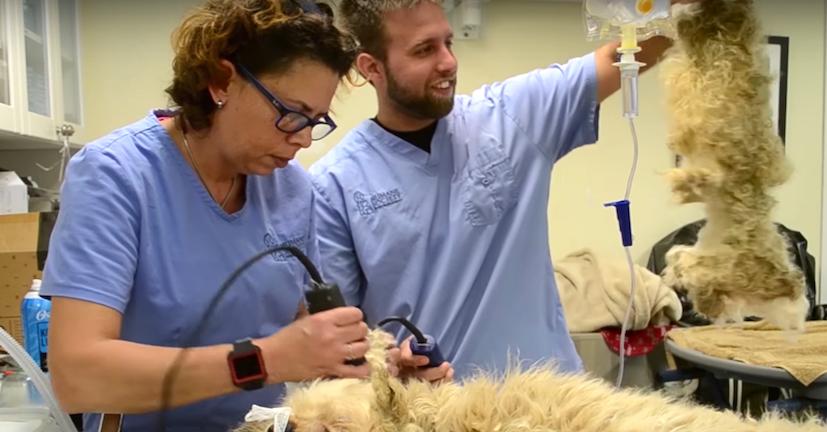 After an hour-long haircut, this rescue dog looks completely different