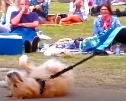 Dog PLAYS DEAD to Avoid Going Home While Large Park Crowd Watches