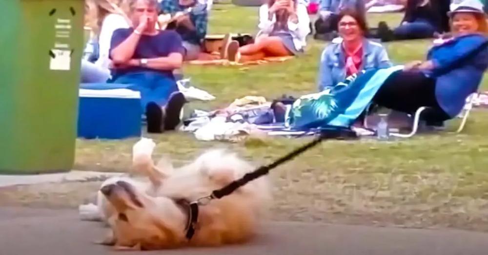 Dog PLAYS DEAD to Avoid Going Home While Large Park Crowd Watches