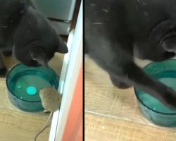 Man Finds His Cat Befriending The Mouse He Was Supposed To Chase Away