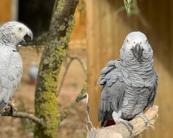 Foul-mouthed parrots have been scandalizing visitors at British zoo — now staff has a plan to clean up their dirty mouths