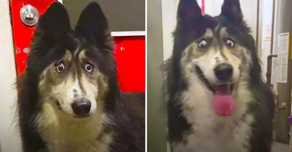 Dog Finds A New Home After Family Dumps Her At The Shelter For Her “Weird Eyes”