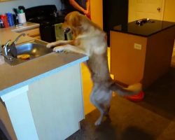 Dog Throws Tantrum When There’s No Dirty Dishes In Sink