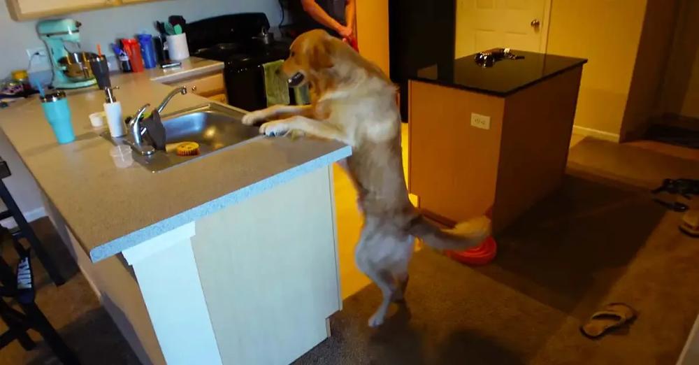 Dog Throws Tantrum When There’s No Dirty Dishes In Sink