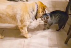 Cat’s Emotional Reaction To Being Reunited With Blind Dog Is Amazing