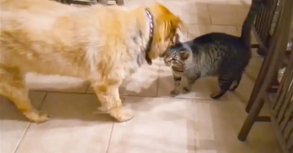 Cat’s Emotional Reaction To Being Reunited With Blind Dog Is Amazing