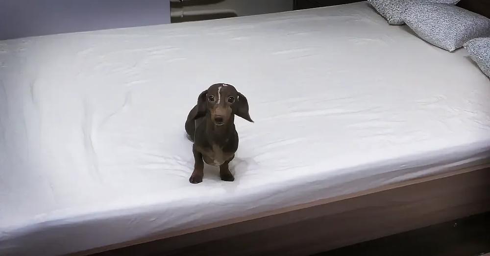 Dachshund Loses His Marbles When Allowed To Play On The Bed