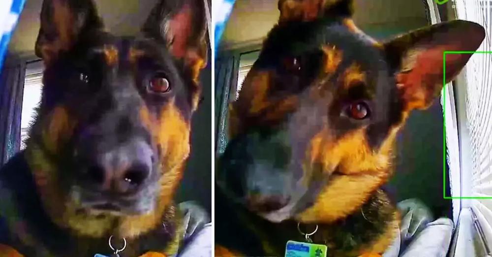 Home Security Footage Picks Up Hilarious Footage Of Guard Dog