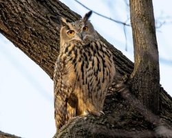 New Yorkers mourn Flaco, beloved local owl who escaped Central Park Zoo and lived free in city