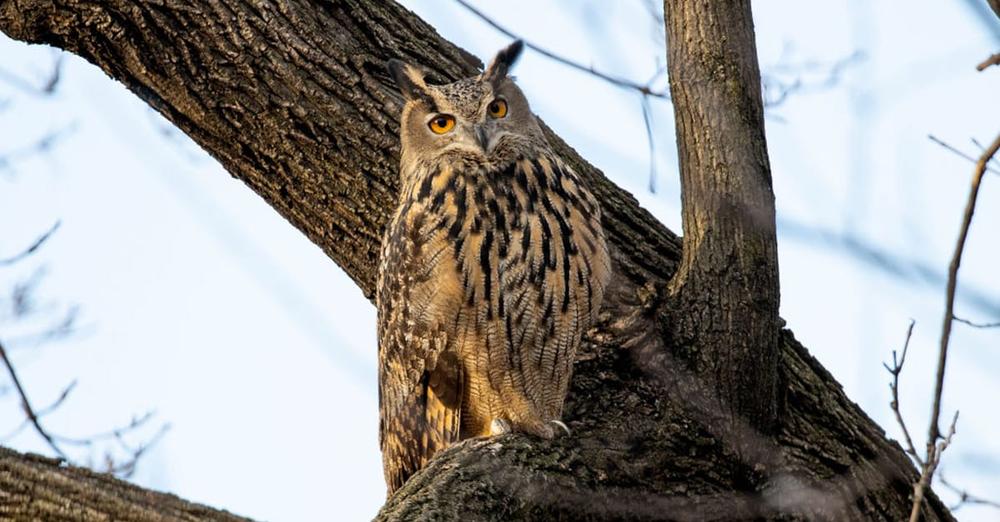 New Yorkers mourn Flaco, beloved local owl who escaped Central Park Zoo and lived free in city