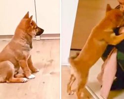 Puppy Can’t Contain His Excitement When Owner Comes Home