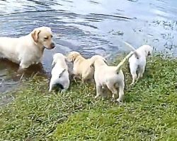 Labrador Father Teaches Puppies To Swim