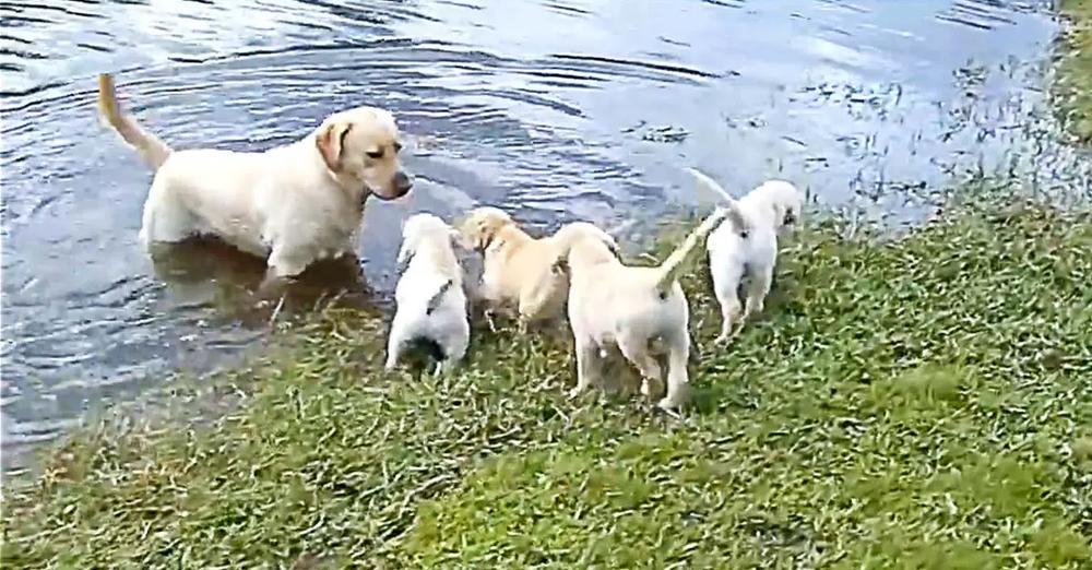 Labrador Father Teaches Puppies To Swim