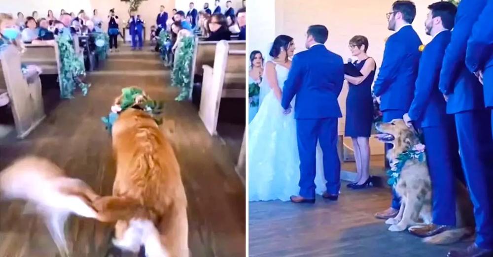 Funny Dog Gets Distracted While Walking Down The Aisle At Wedding