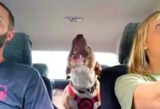 Rescued Dog Now Entertains Mom With Hilarious Screams