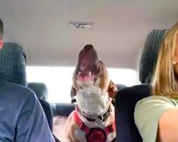 Rescued Dog Now Entertains Mom With Hilarious Screams