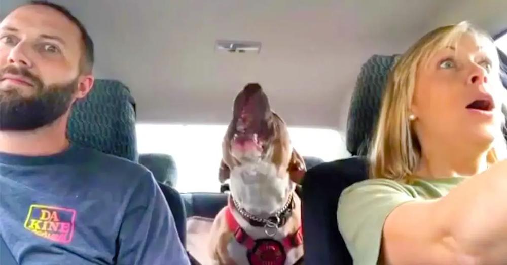 Rescued Dog Now Entertains Mom With Hilarious Screams