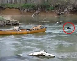 Heroic Dog Rescues Two Dogs Trapped In A Moving Kayak