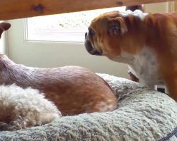 Bulldog Throws Temper Tantrum About Stolen Bed
