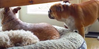 Bulldog Throws Temper Tantrum About Stolen Bed