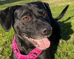 Dog finally finds a home after 900 days in the shelter — only to be returned one day later