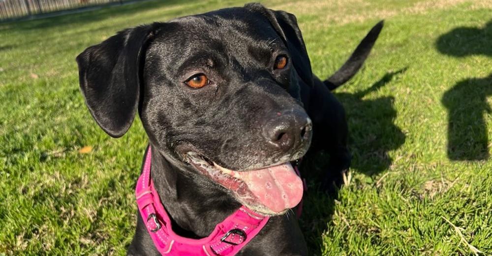 Dog finally finds a home after 900 days in the shelter — only to be returned one day later