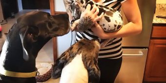 Jealous Dog Throws Hilarious Tantrum When He Sees New Pup In The House