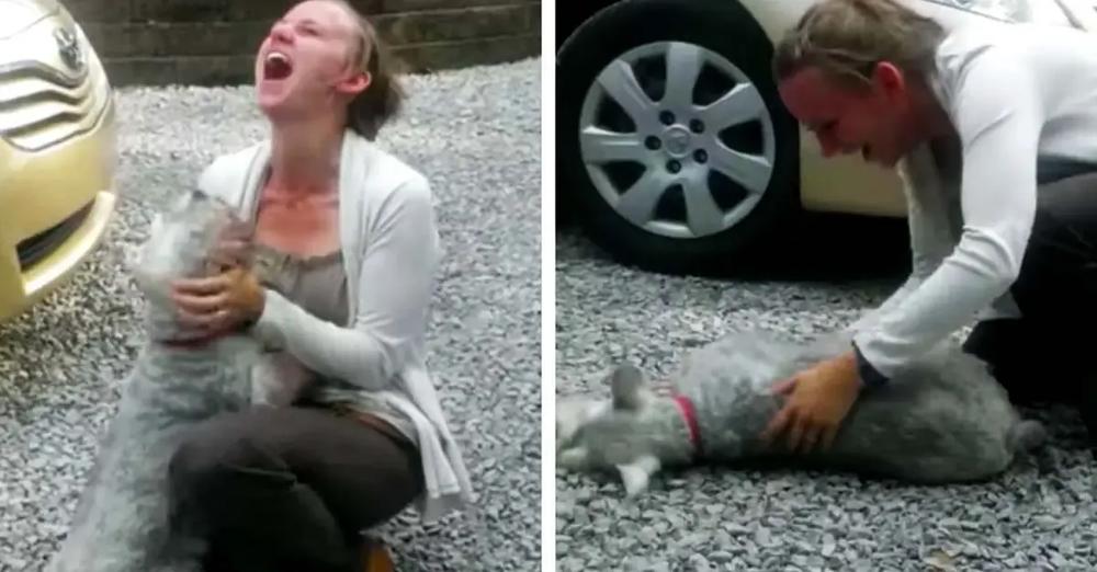 Long Lost Schnauzer Reunites With Owner And The Dog Passes Out From Excitement