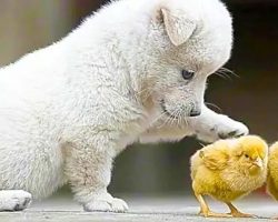 Adorable Puppy Loves Playing With Baby Chicks