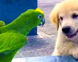 Golden Puppy And Parrot Are The Cutest Playing Together