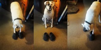 Boxer Dog Walks Around In Style Wearing A Pair Of Crocs