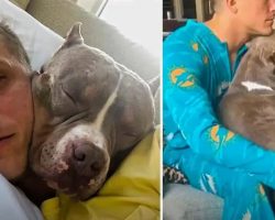 Clingiest Pit Bull Follows Parents Around To Copy Everything They Do