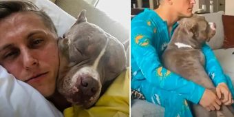Clingiest Pit Bull Follows Parents Around To Copy Everything They Do
