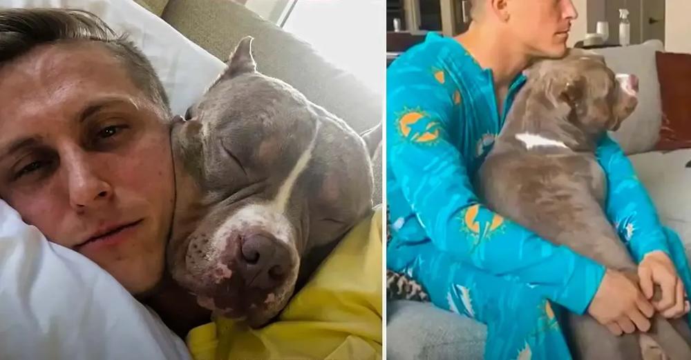 Clingiest Pit Bull Follows Parents Around To Copy Everything They Do