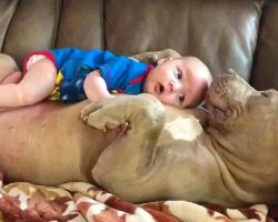 Cute Dog and Baby Cuddle on the Couch