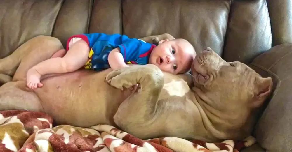 Cute Dog and Baby Cuddle on the Couch