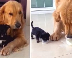 Playful Golden Retriever Gets An Adorable Puppy Friend