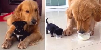 Playful Golden Retriever Gets An Adorable Puppy Friend