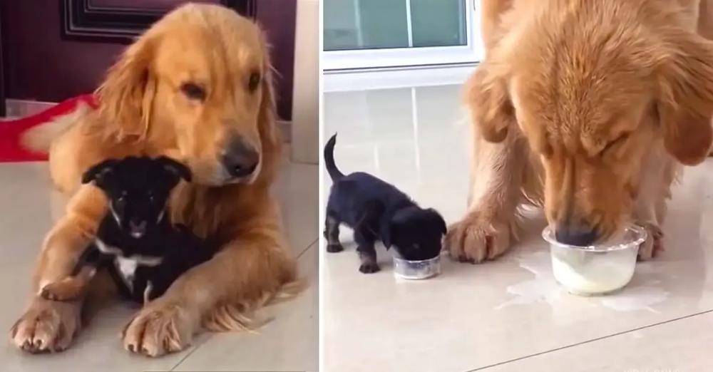 Playful Golden Retriever Gets An Adorable Puppy Friend