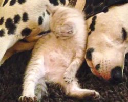 Adorable Foster Kitten Cuddles With Sleepy Dalmatians