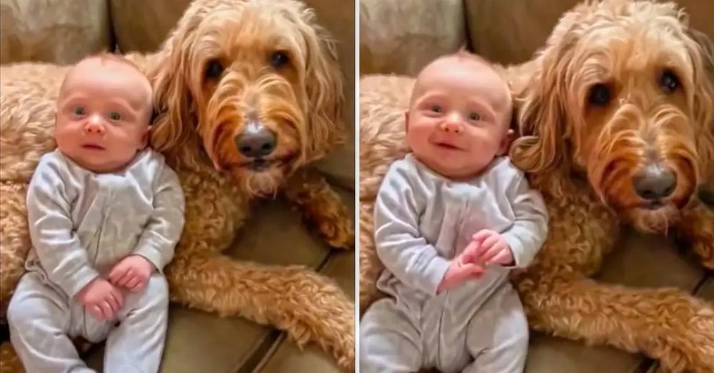 Talking Dog Tells Baby Boy That He Loves Him