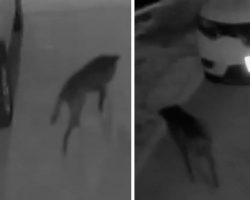 Woman Only Sees Stray Dog On Security Cam At Night, Had To Meet Him