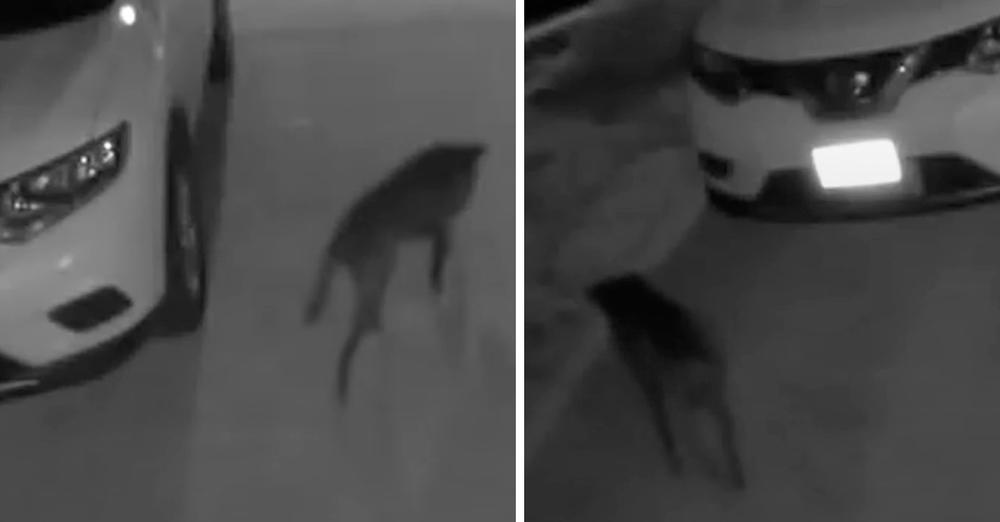 Woman Only Sees Stray Dog On Security Cam At Night, Had To Meet Him