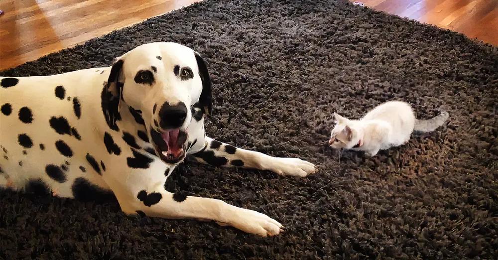 Determined Kitten Tries To Get Dalmatian’s Attention To Play